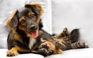 L'assurance Santéchien chat, comment ça marche ?